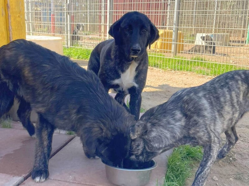 Vesa - quirlige Welpe wünscht sich ein richtiges Zuhause