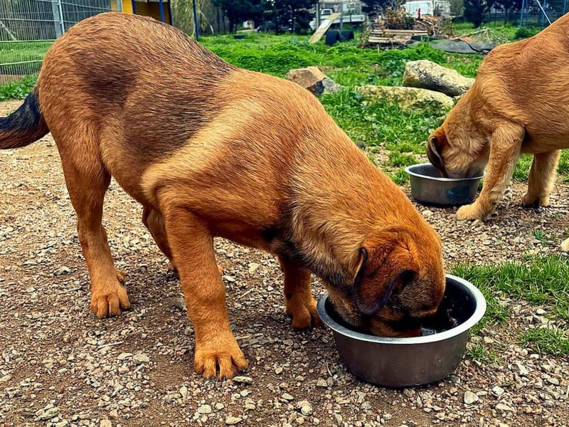 Zuppa – Lebensfroh und verspielt