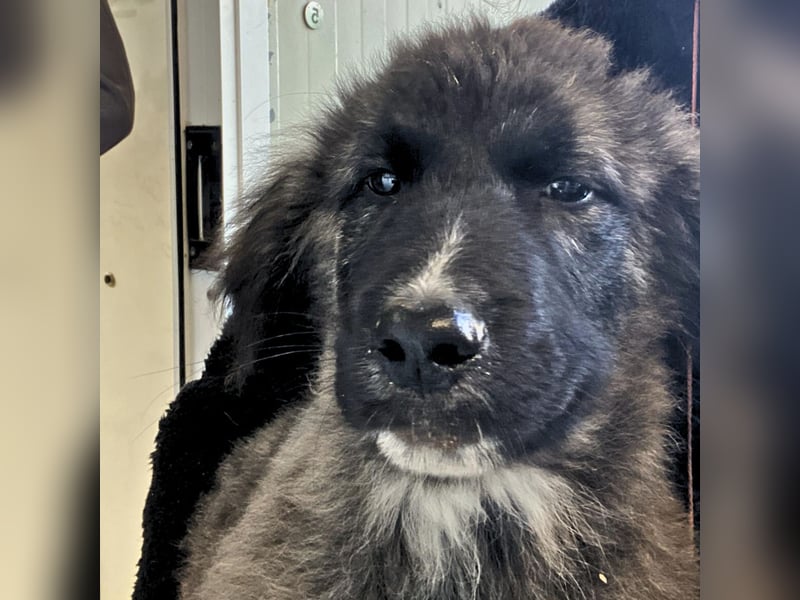 Viela - quirlige Welpe wünscht sich ein richtiges Zuhause