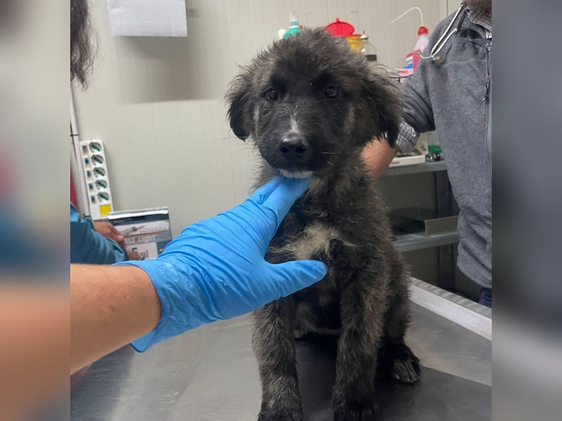 Viela - quirlige Welpe wünscht sich ein richtiges Zuhause