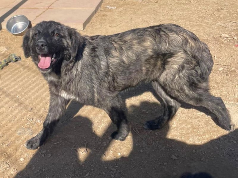 Viela - quirlige Welpe wünscht sich ein richtiges Zuhause