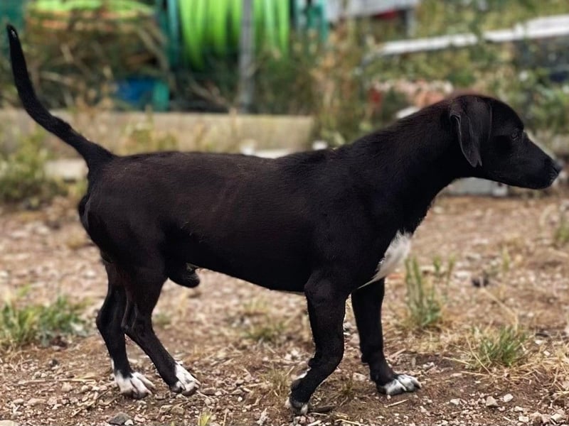 Ingo - neugierige Fellnase sucht Abenteuer