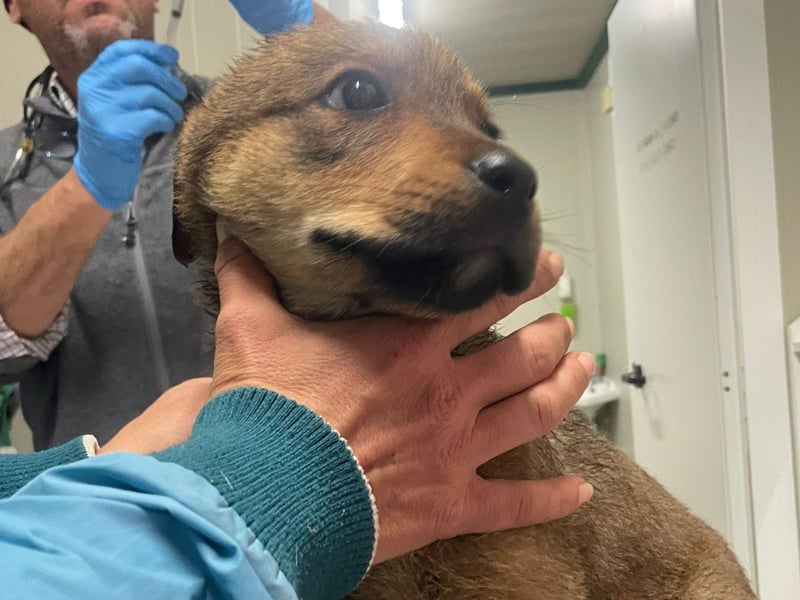 Zuppa – Lebensfroh und verspielt