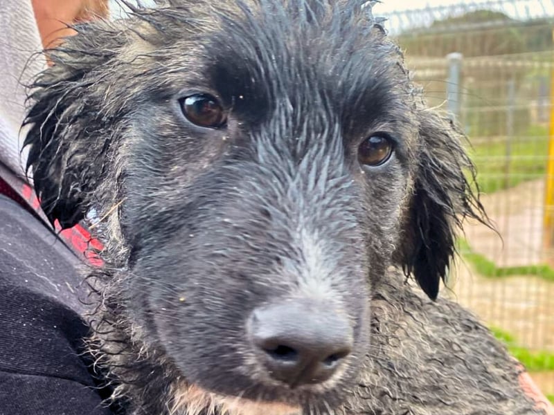 Viela - quirlige Welpe wünscht sich ein richtiges Zuhause