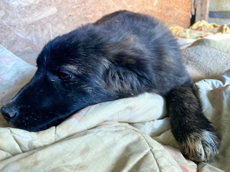 Voda - quirlige Welpe wünscht sich ein richtiges Zuhause