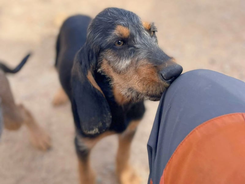 Bravo-  lebenslustige Welpe möchte schnell ein Zuhause finden