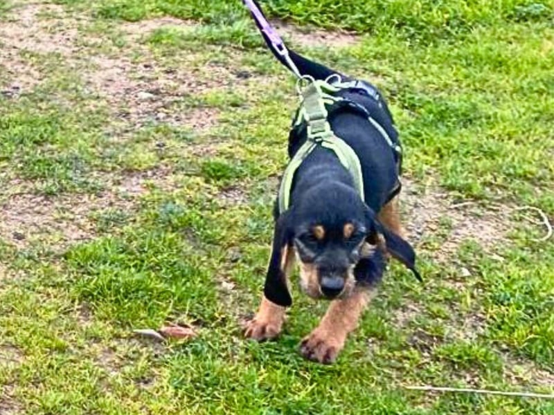 Bravo-  lebenslustige Welpe möchte schnell ein Zuhause finden