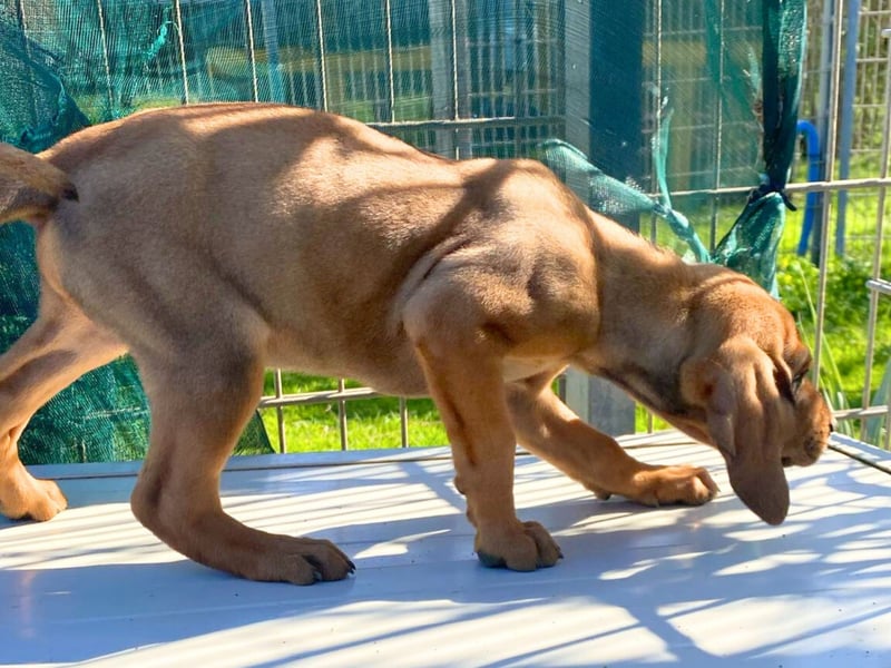 Bardot- lebenslustige Welpe möchte schnell ein Zuhause finden