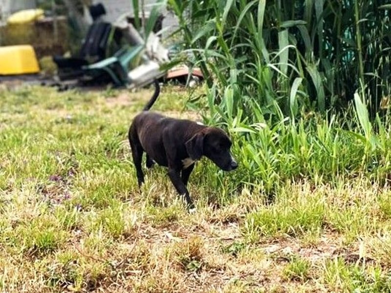 Ingo - neugierige Fellnase sucht Abenteuer
