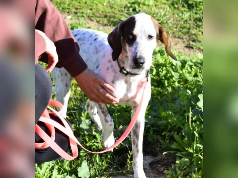 Rais – freundlicher Junghund sucht seine Menschen​