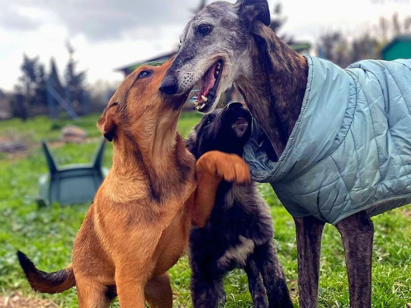 Zuppa – Lebensfroh und verspielt