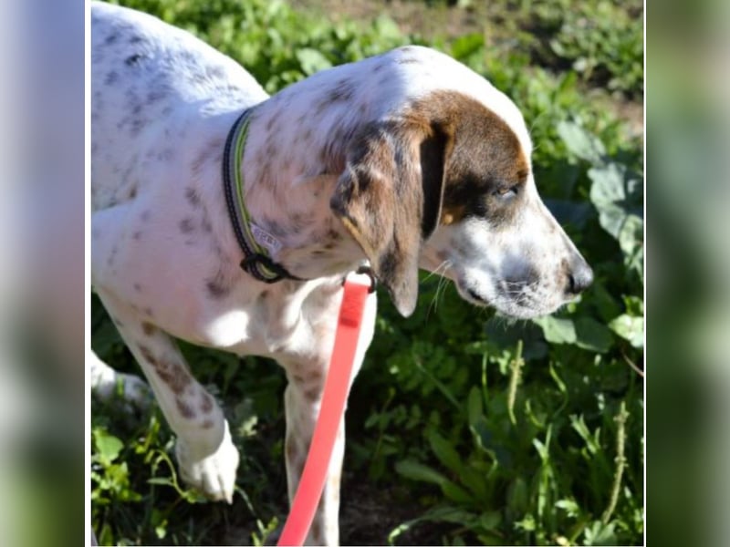 Rais – freundlicher Junghund sucht seine Menschen​