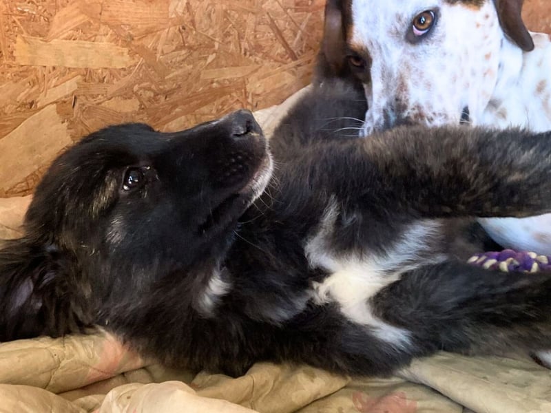 Voda - quirlige Welpe wünscht sich ein richtiges Zuhause