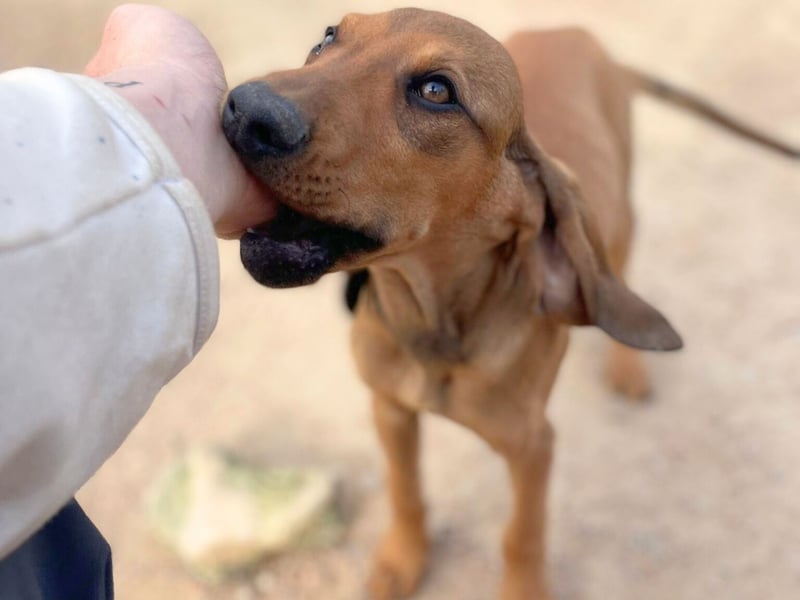 Bardot- lebenslustige Welpe möchte schnell ein Zuhause finden