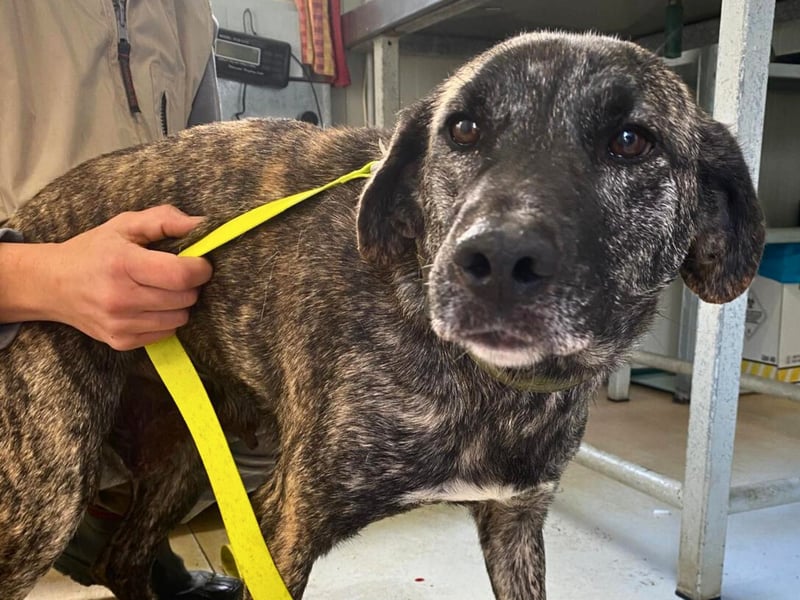 Vira - wer gibt der hübschen Hündin ein Zuhause