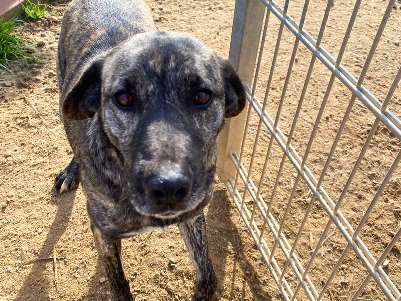 Vira - wer gibt der hübschen Hündin ein Zuhause