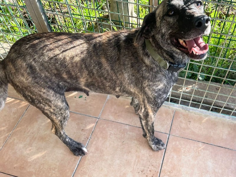 Vira - wer gibt der hübschen Hündin ein Zuhause