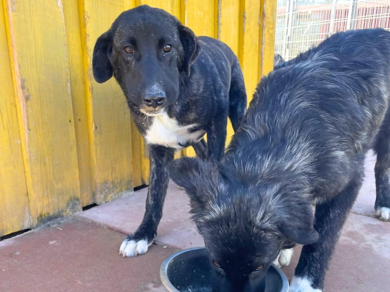 Vesa - quirlige Welpe wünscht sich ein richtiges Zuhause