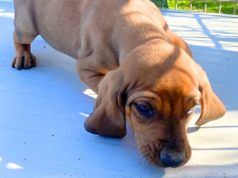 Bardot- lebenslustige Welpe möchte schnell ein Zuhause finden