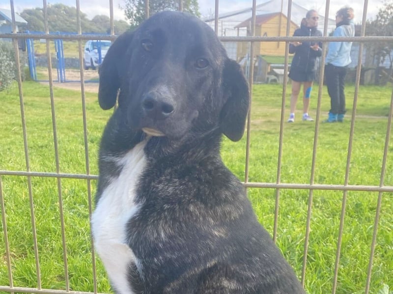 Vesa - quirlige Welpe wünscht sich ein richtiges Zuhause