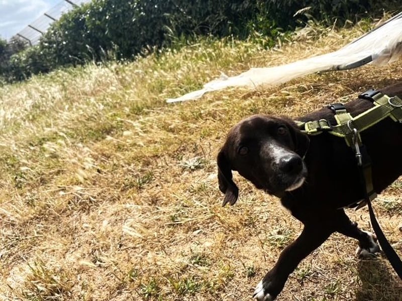 Ingo - neugierige Fellnase sucht Abenteuer
