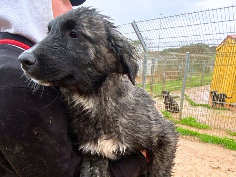 Viela - quirlige Welpe wünscht sich ein richtiges Zuhause