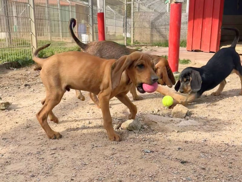 Bardot- lebenslustige Welpe möchte schnell ein Zuhause finden