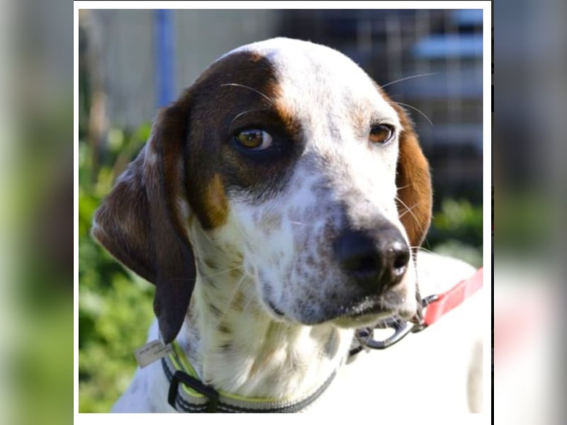 Rais – freundlicher Junghund sucht seine Menschen​