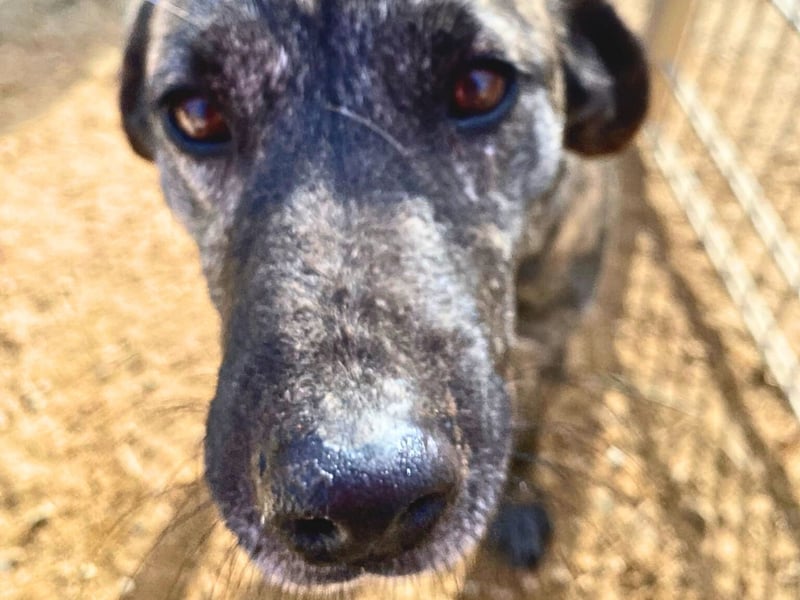 Vira - wer gibt der hübschen Hündin ein Zuhause