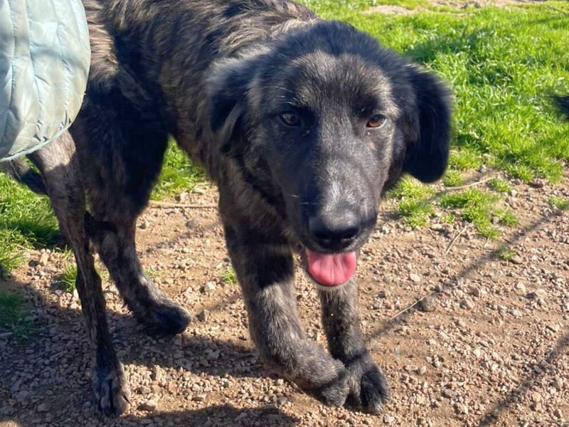 Viela - quirlige Welpe wünscht sich ein richtiges Zuhause