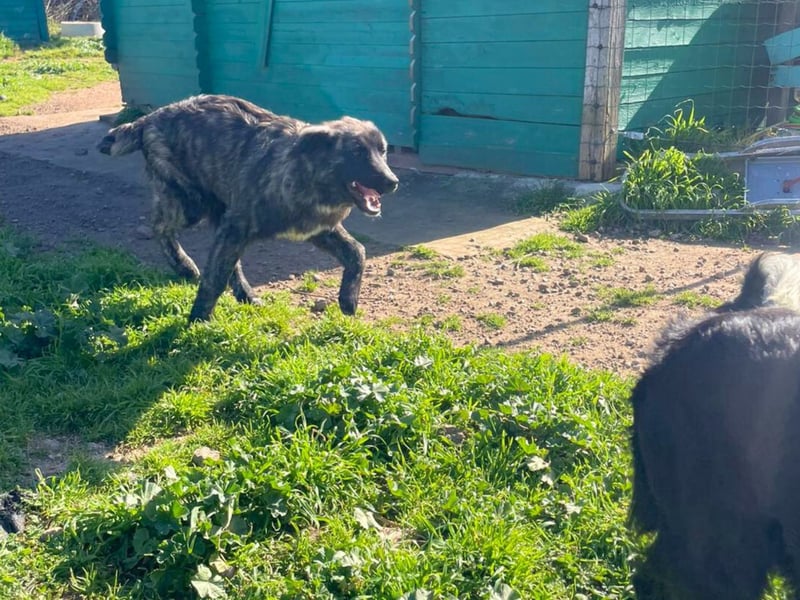 Viela - quirlige Welpe wünscht sich ein richtiges Zuhause