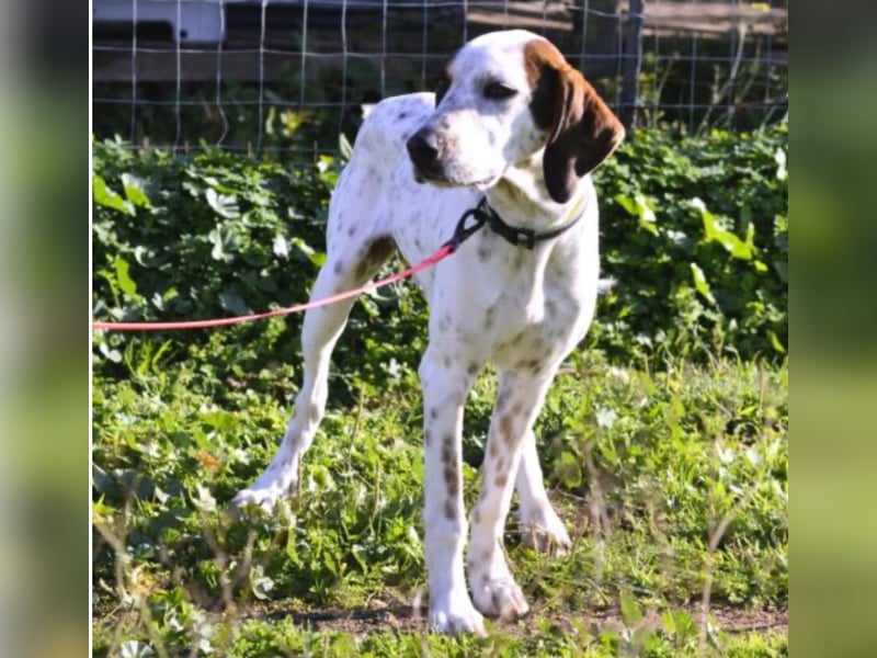 Rais – freundlicher Junghund sucht seine Menschen​