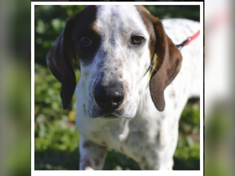 Rais – freundlicher Junghund sucht seine Menschen​