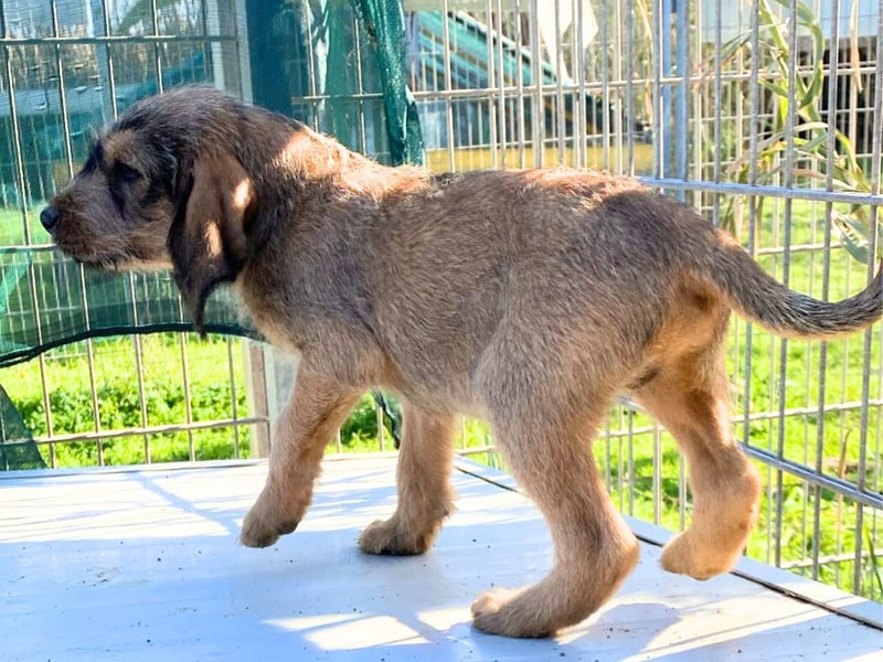 Barzo - lebenslustige Welpe möchte schnell ein Zuhause finden