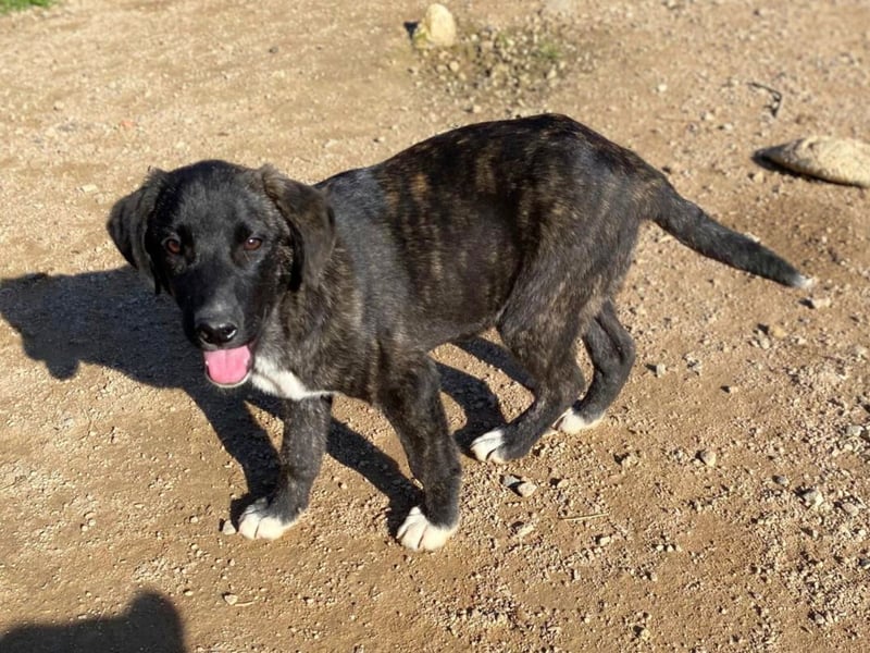 Vesa - quirlige Welpe wünscht sich ein richtiges Zuhause