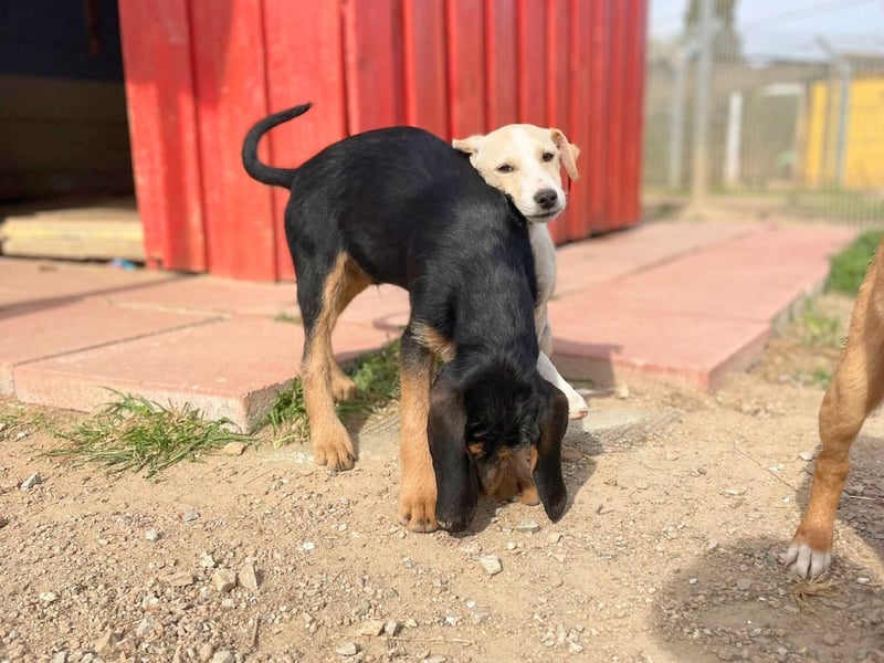 Bravo-  lebenslustige Welpe möchte schnell ein Zuhause finden