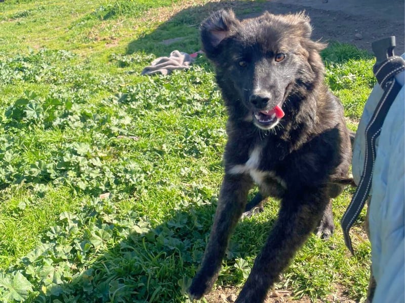 Voda - quirlige Welpe wünscht sich ein richtiges Zuhause