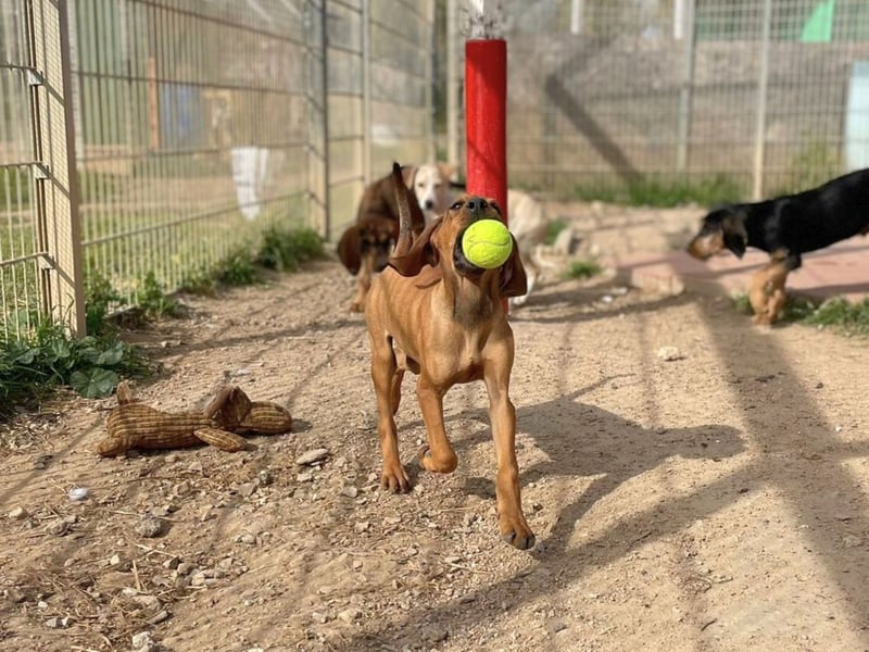 Bardot- lebenslustige Welpe möchte schnell ein Zuhause finden