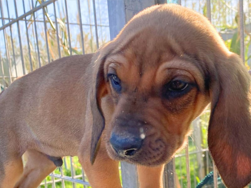 Bardot- lebenslustige Welpe möchte schnell ein Zuhause finden