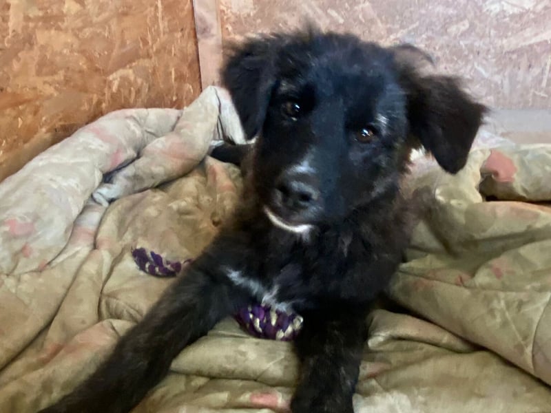 Voda - quirlige Welpe wünscht sich ein richtiges Zuhause