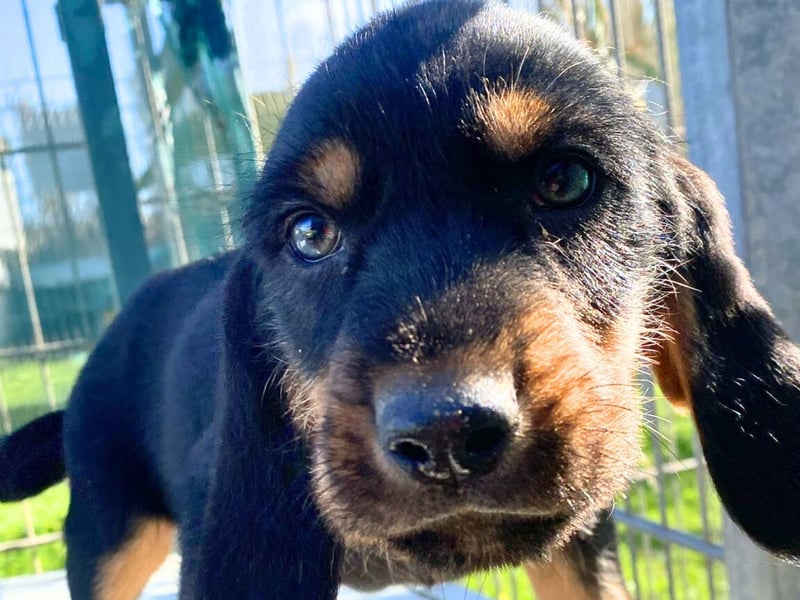 Bravo-  lebenslustige Welpe möchte schnell ein Zuhause finden