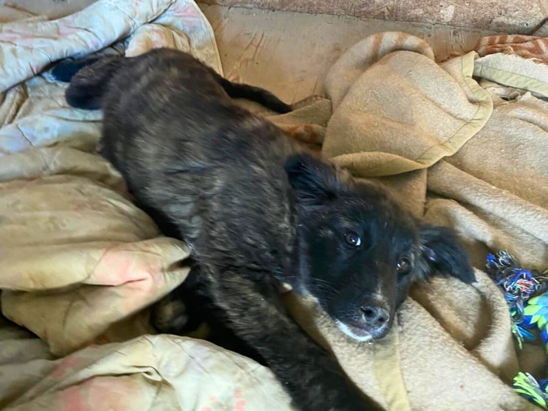 Voda - quirlige Welpe wünscht sich ein richtiges Zuhause