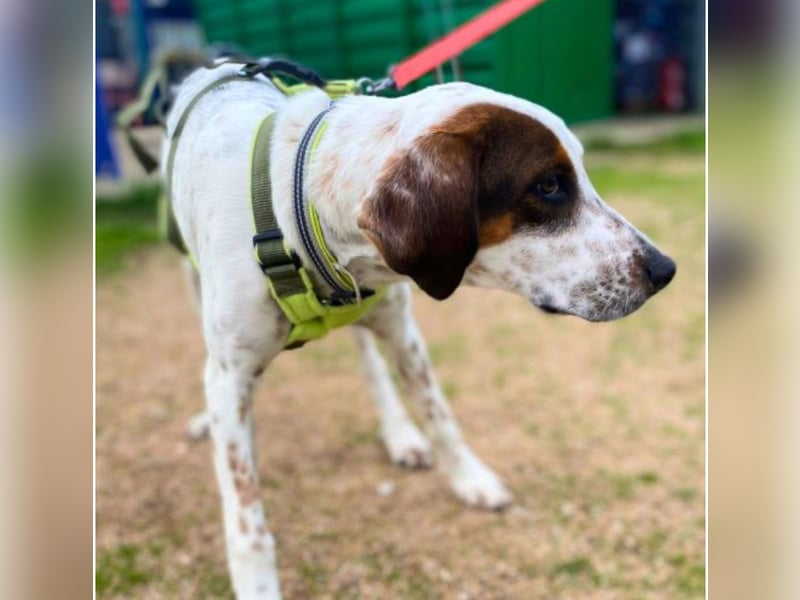 Rais – freundlicher Junghund sucht seine Menschen​