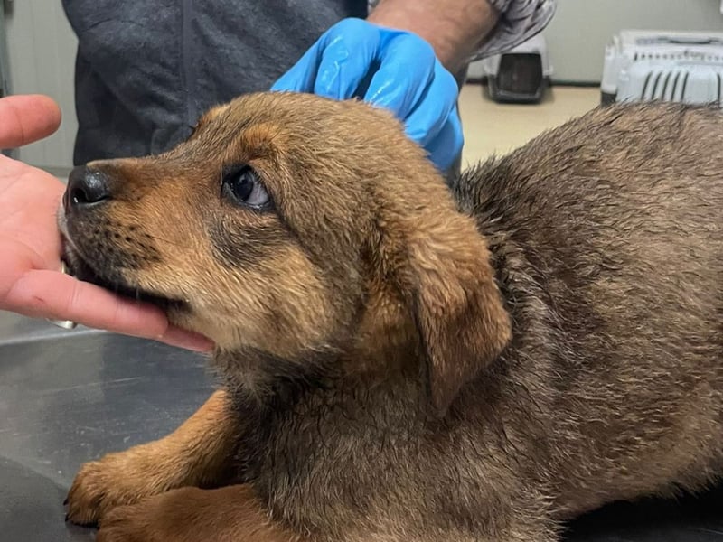 Zuppa – Lebensfroh und verspielt