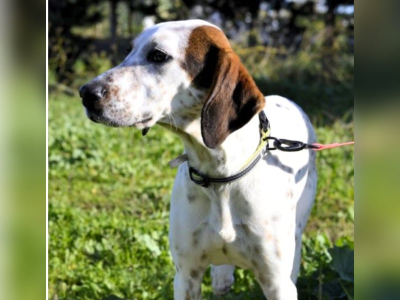 Rais – freundlicher Junghund sucht seine Menschen​