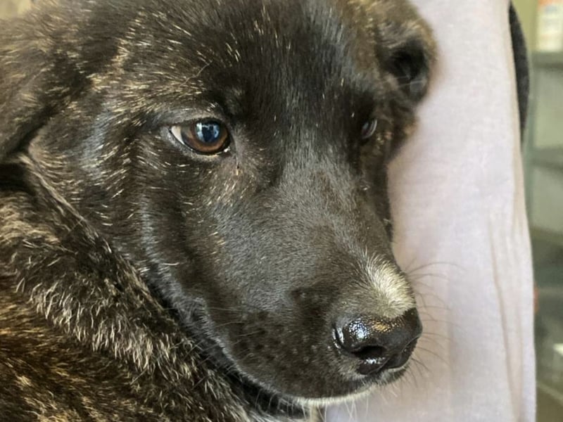 Vesa - quirlige Welpe wünscht sich ein richtiges Zuhause