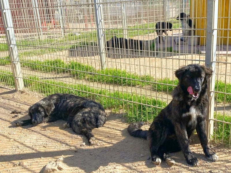 Viela - quirlige Welpe wünscht sich ein richtiges Zuhause