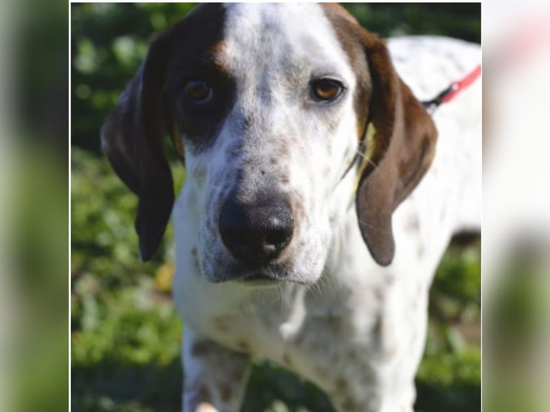 Rais – freundlicher Junghund sucht seine Menschen​