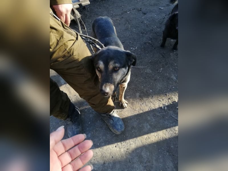 Jaro – aus einer rumänischen Tötung gerettet, 1,5 Jahre alt