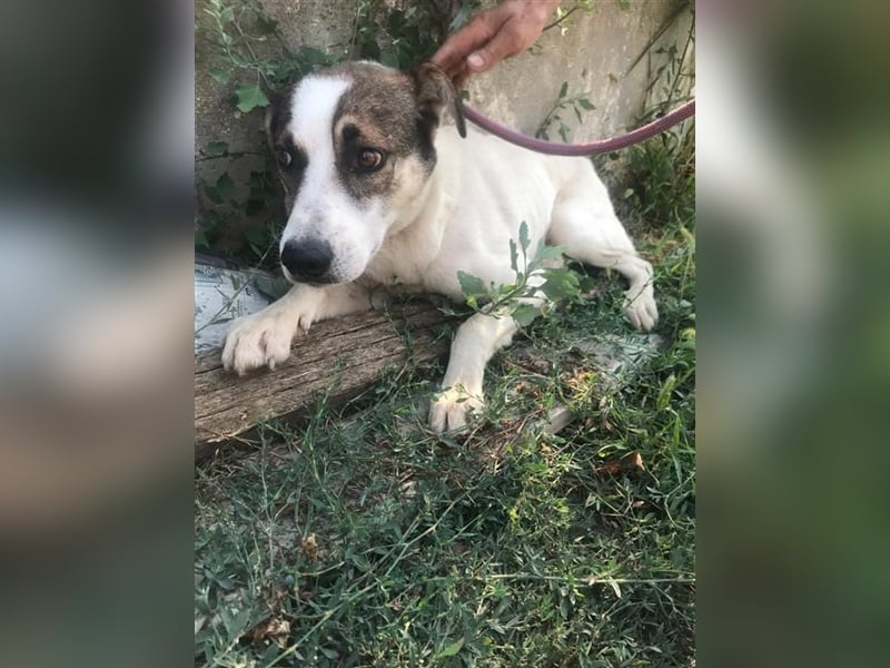 Dachos – auf der Suche nach besonderen Menschen